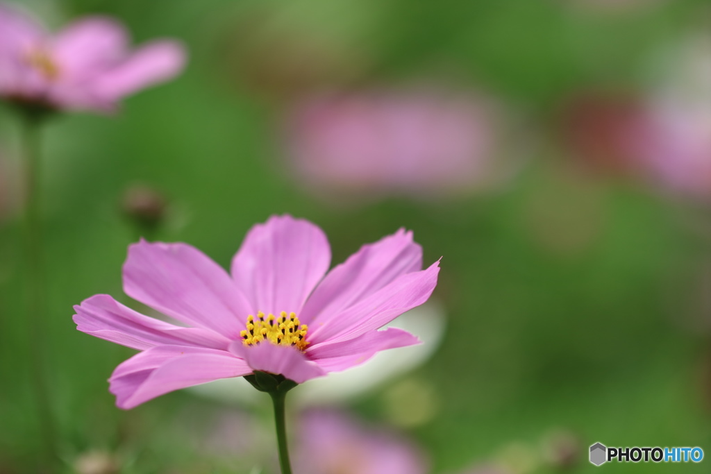 コスモス・pink