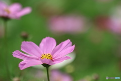 コスモス・pink