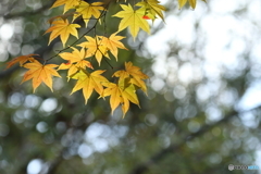 紅葉の季節