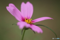 秋桜