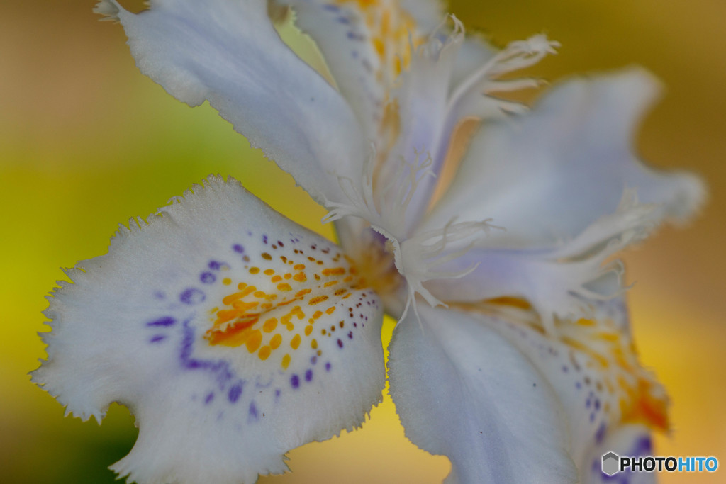 胡蝶花2