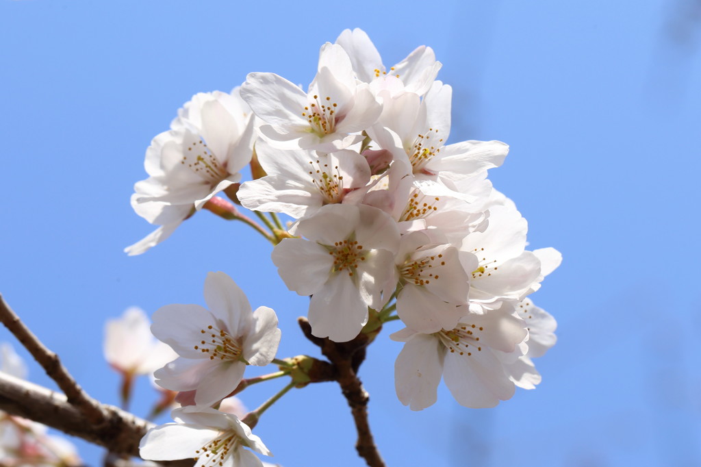 ソメイヨシノ開花(1)