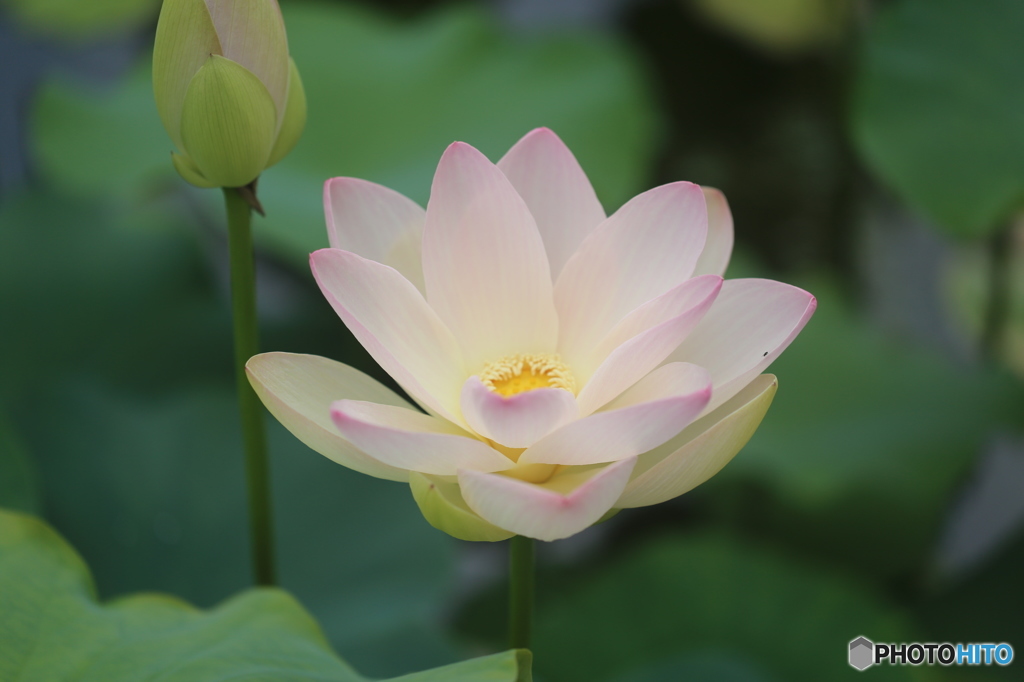 蓮花・白