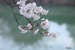 桜・早朝