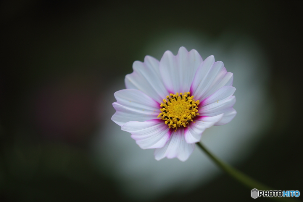 秋桜・白