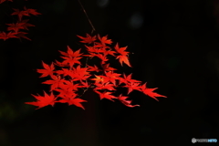 秋の彩り（３）