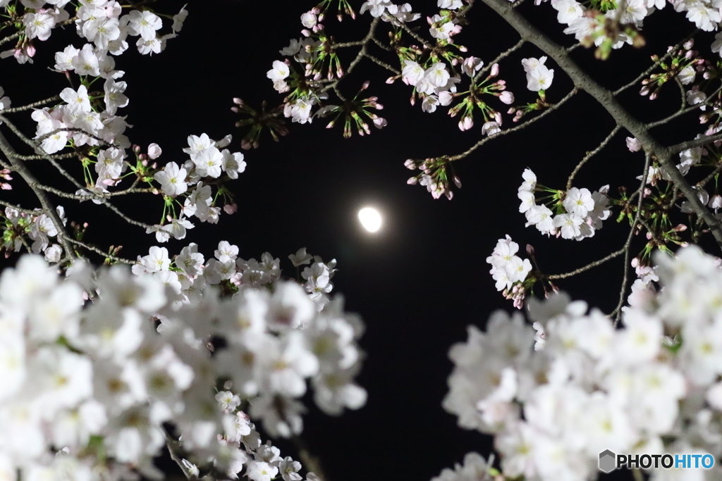 夜桜