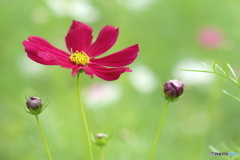 Cosmos-red