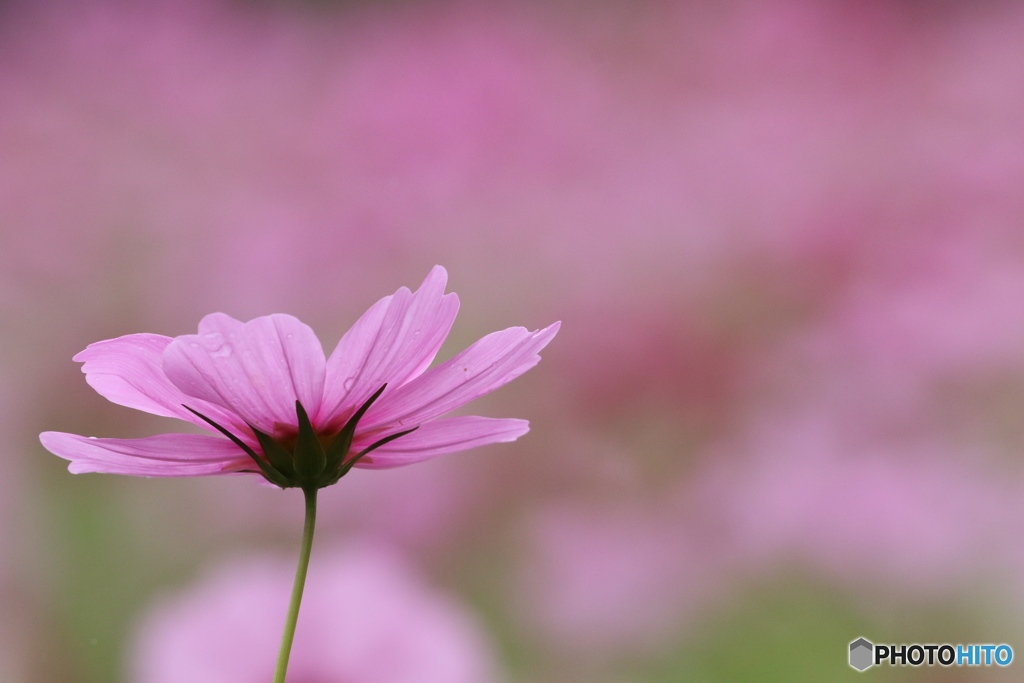 秋桜・ピンク（１）