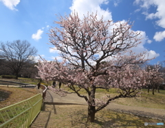 梅・満開