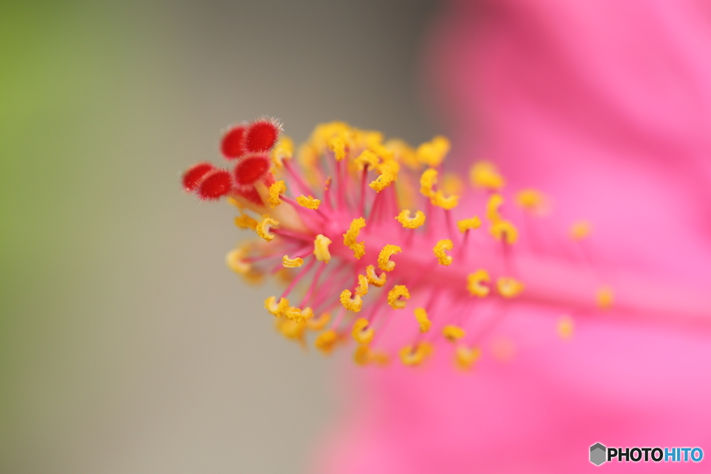 Hibiscus