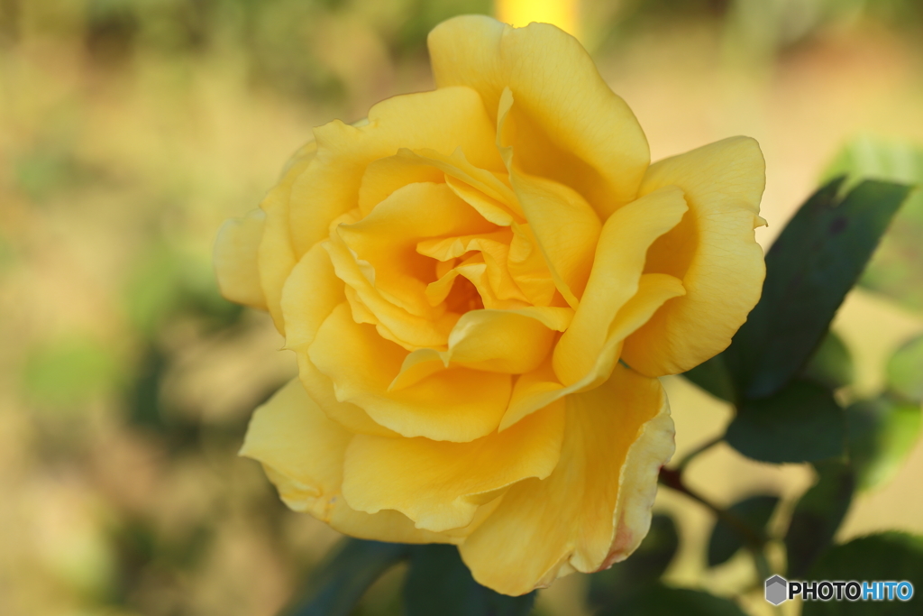 秋薔薇・黄