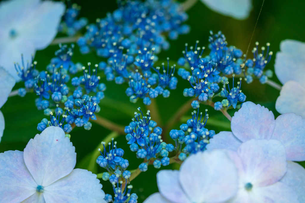 額紫陽花・青