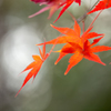 初冬の紅葉