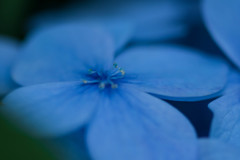 紫陽花・blue