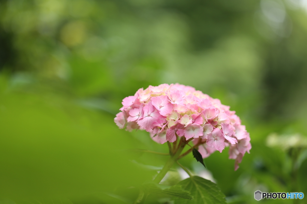 紫陽花・ピンク