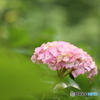 紫陽花・ピンク
