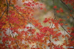 紅葉の季節（５）