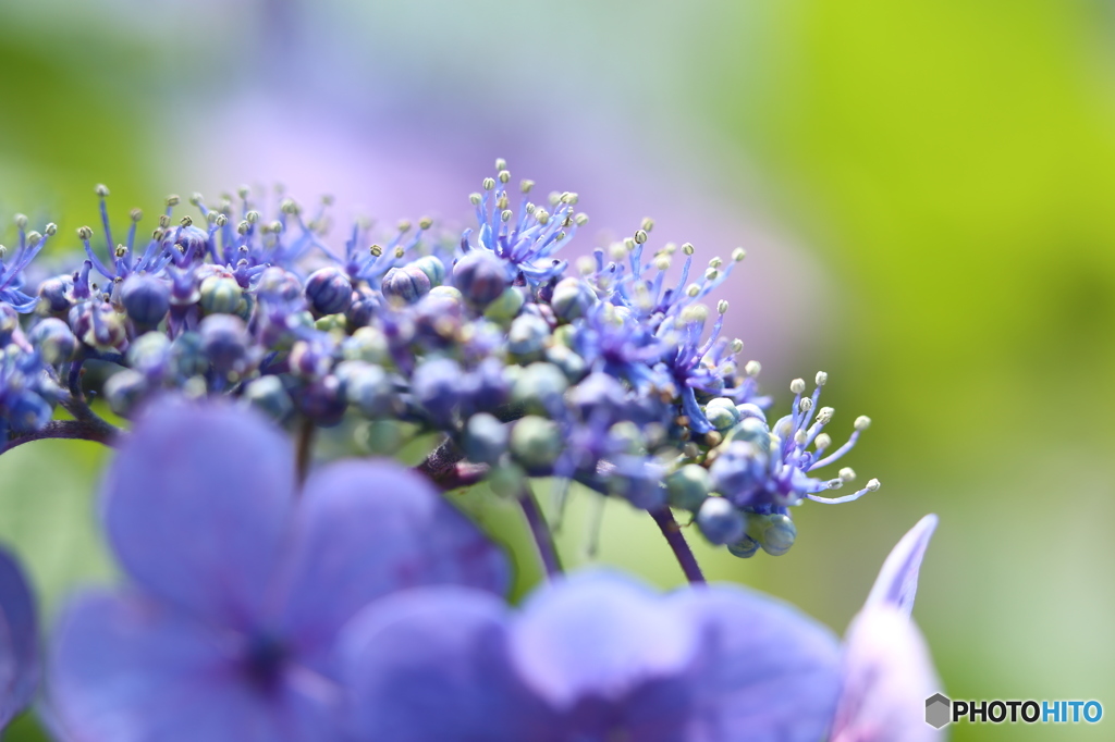 紫陽花・花