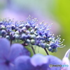 紫陽花・花