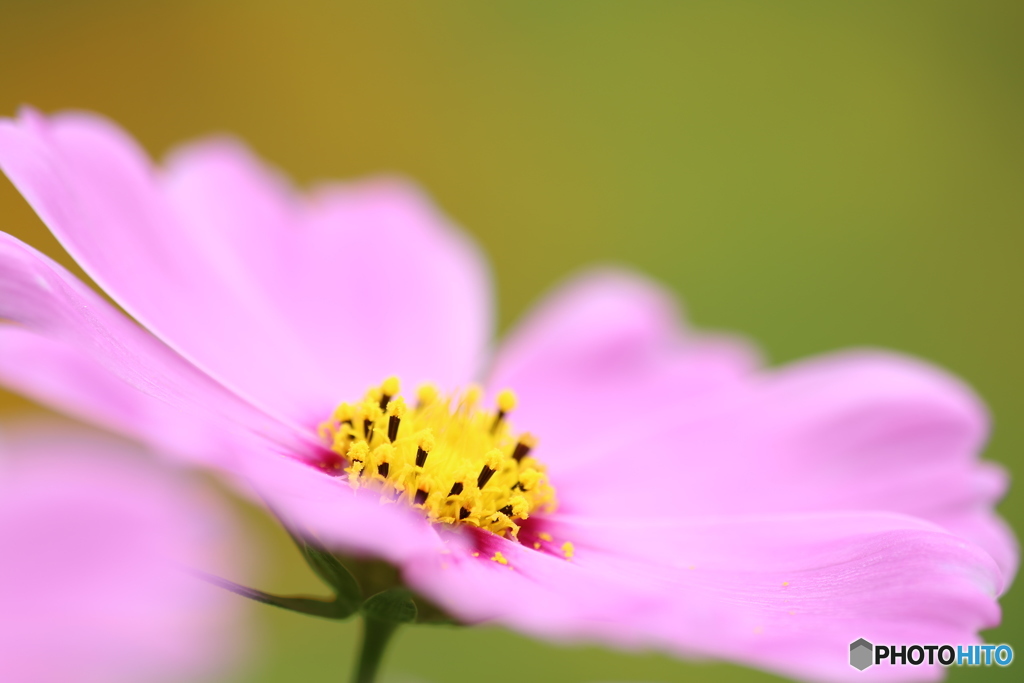 Cosmos-pink