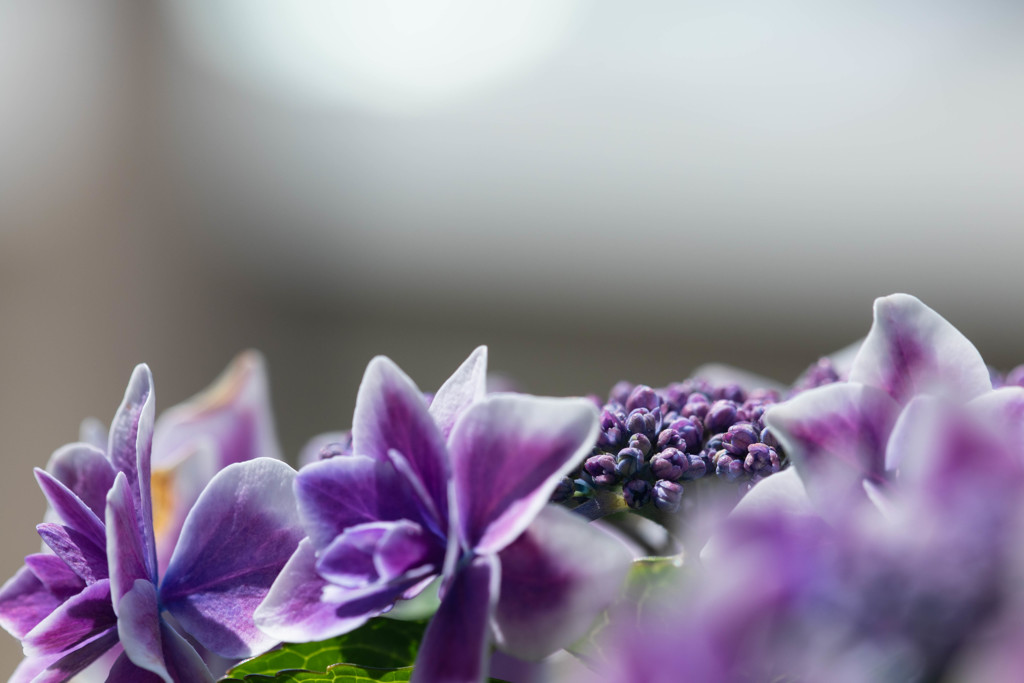 額紫陽花