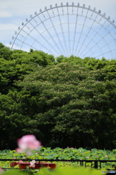 蓮花と観覧車