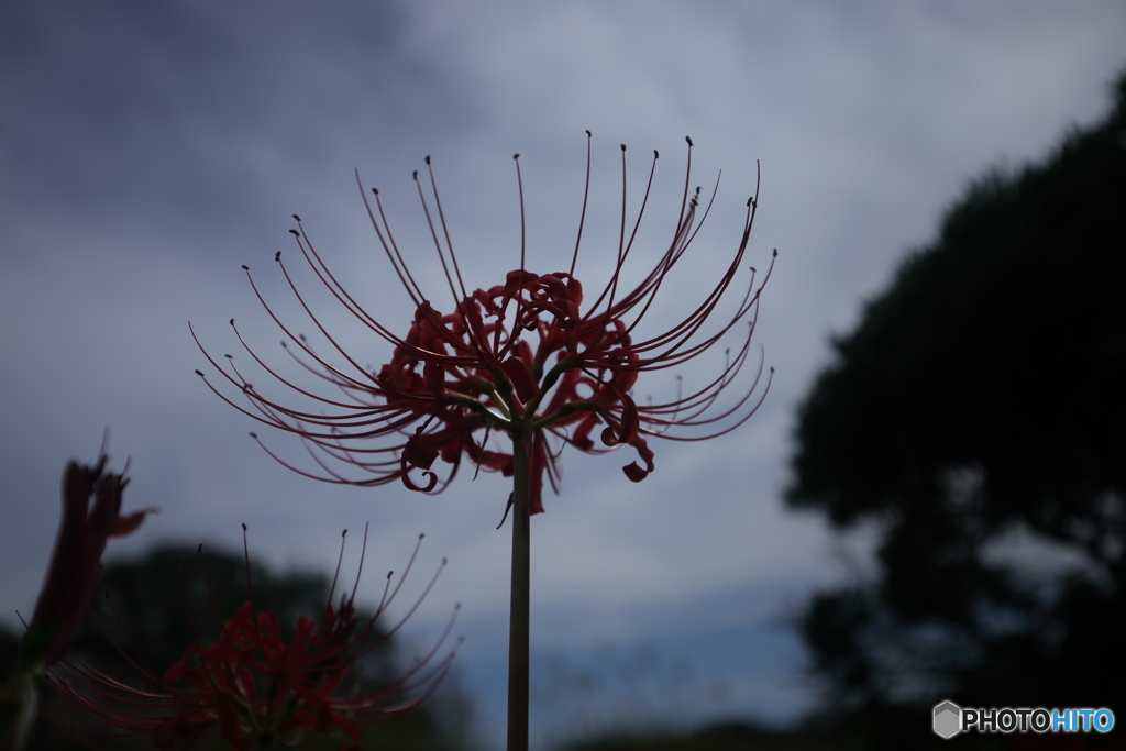 曇天に咲く花