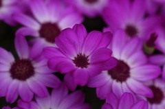 purple(2)