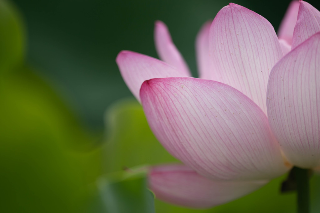 蓮の花