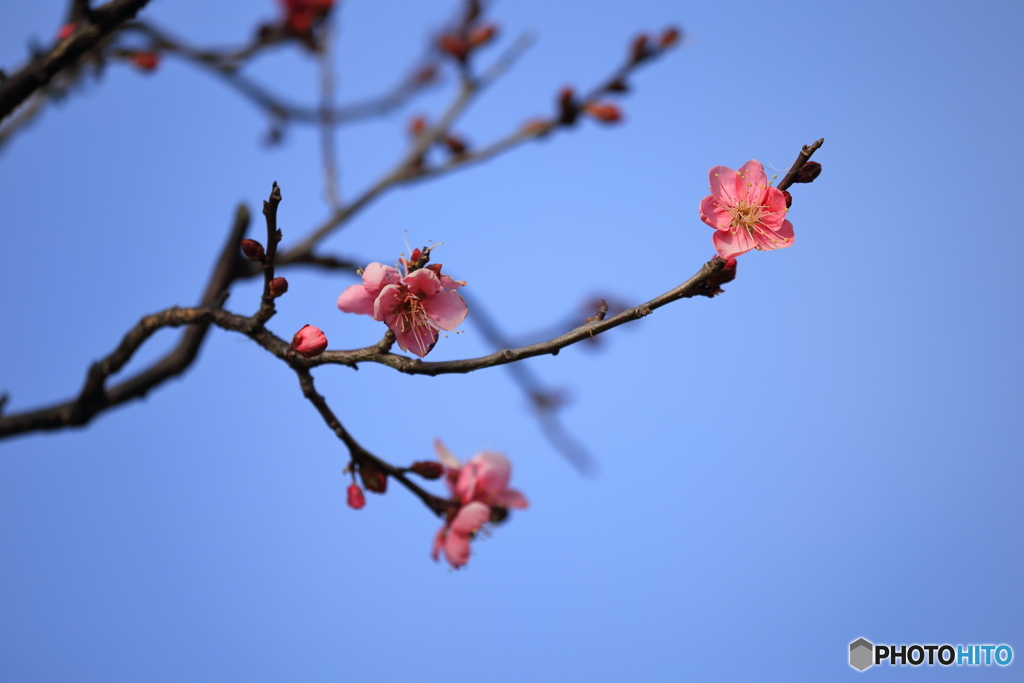 梅・開花