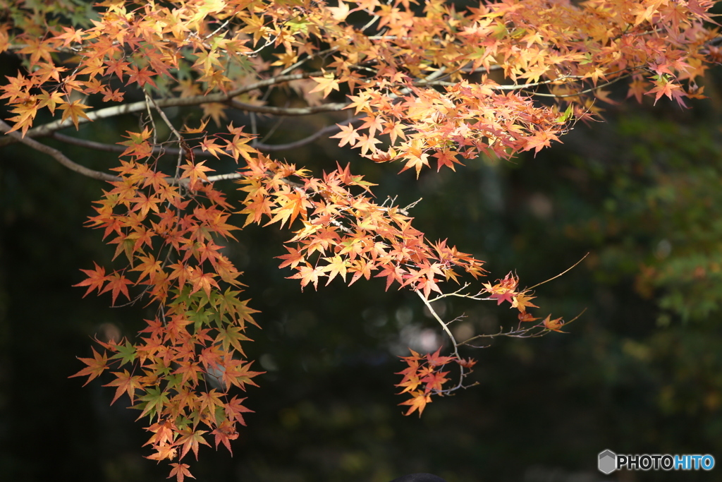 紅葉の輝き