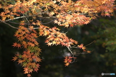 紅葉の輝き