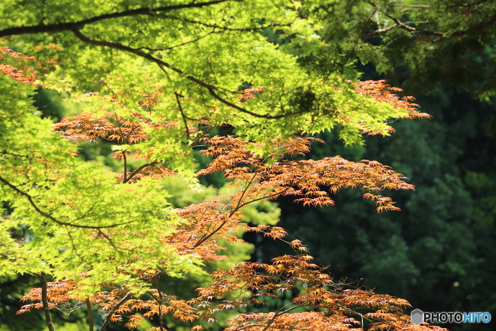 新緑と紅葉