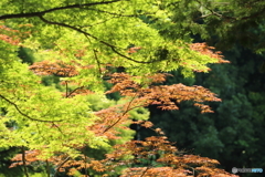 新緑と紅葉
