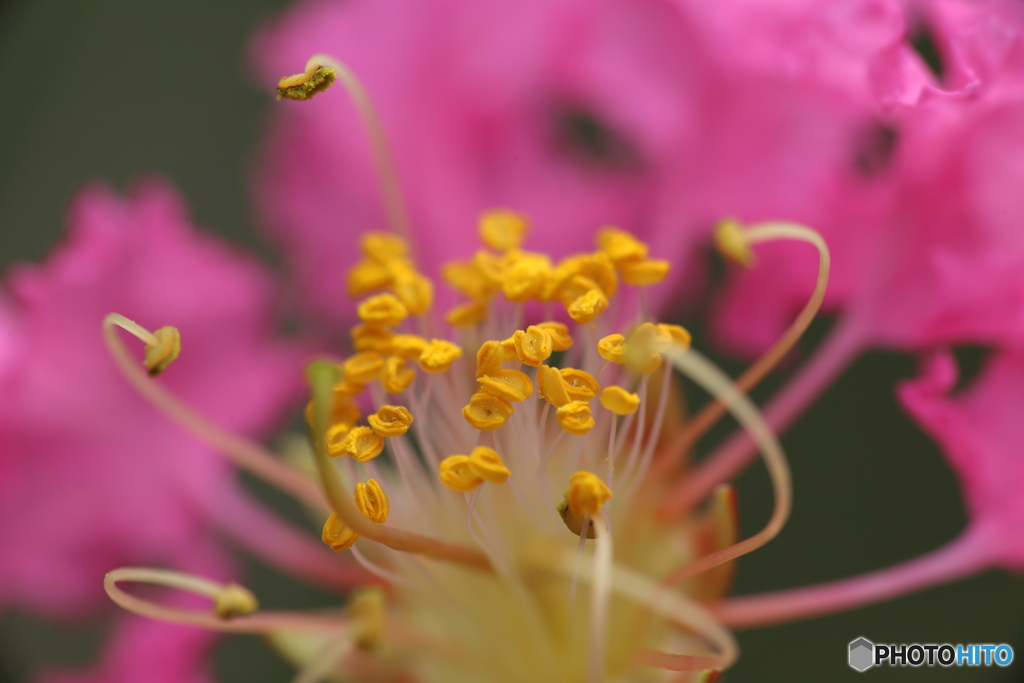 百日紅・蕊