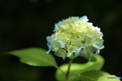 紫陽花・咲き初め