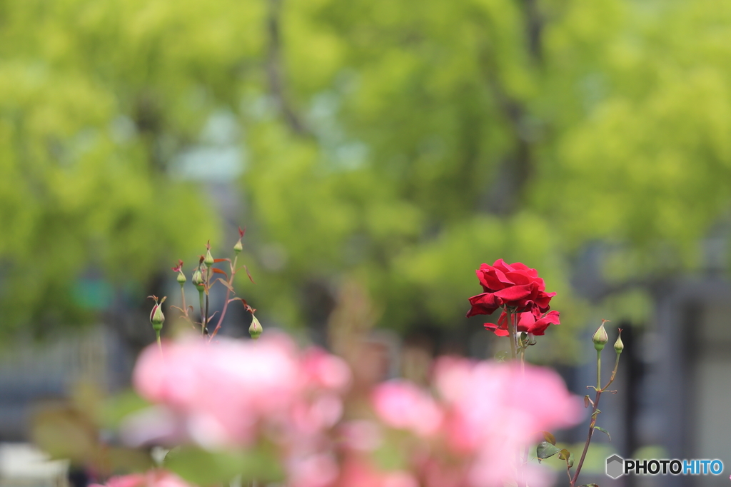 花と蕾（Ⅰ）