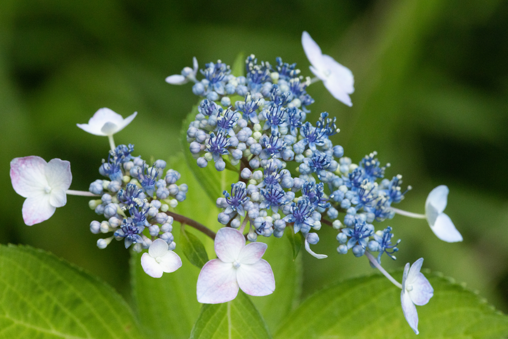 紫陽花・青（３）