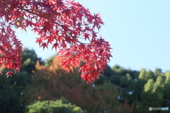 紅葉の季節