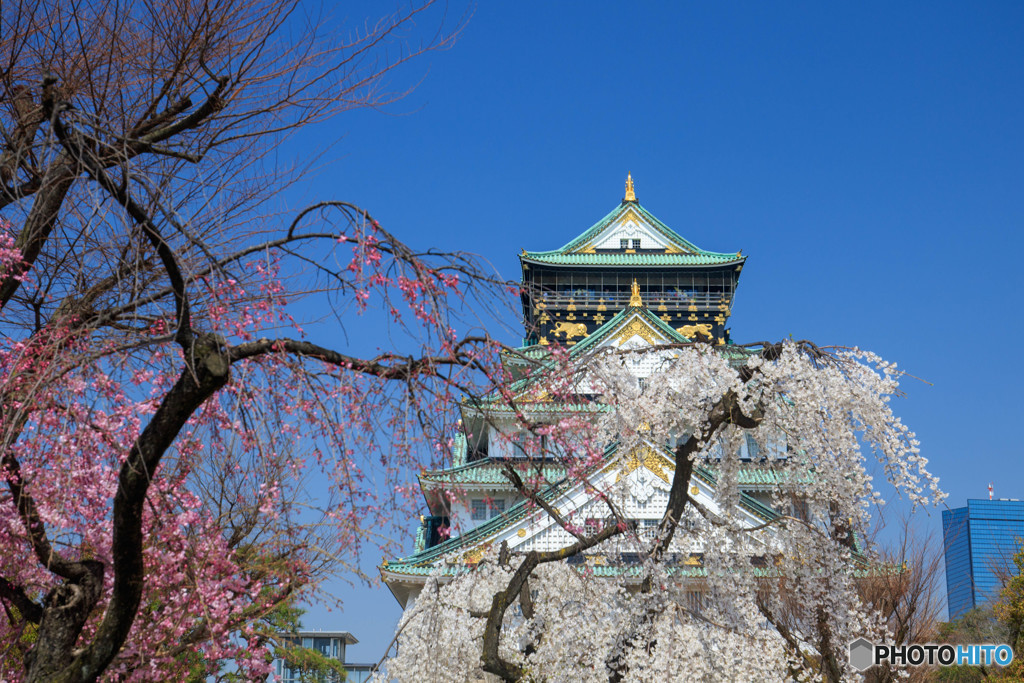 桜・大阪城