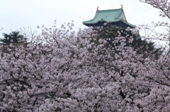 桜満開（2）