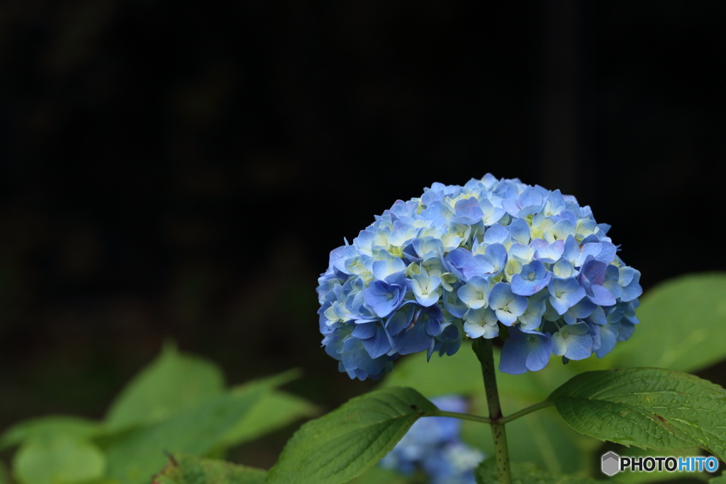 紫陽花・青