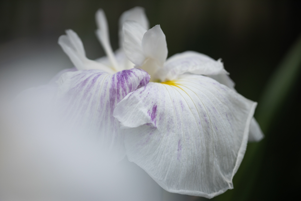 花菖蒲・白