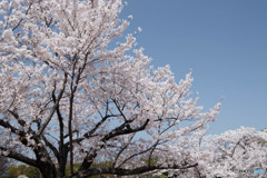 桜・満開（３）