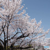 桜・満開（３）