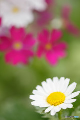 早春の花（１）
