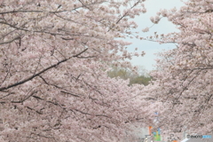 桜満開（Ⅱ）