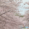 桜満開（Ⅱ）