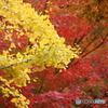 紅葉の季節（３）